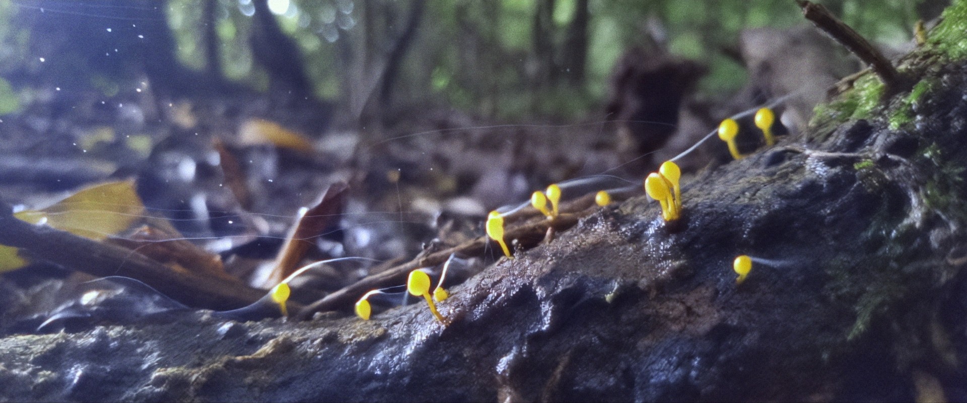 Post Nature – Still